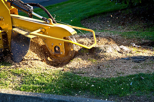 Best Pest Control for Lawns  in Edgewater, MD
