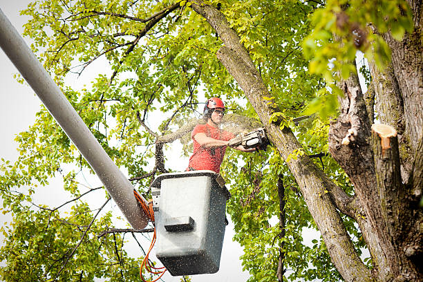 Best Hedge Trimming  in Edgewater, MD